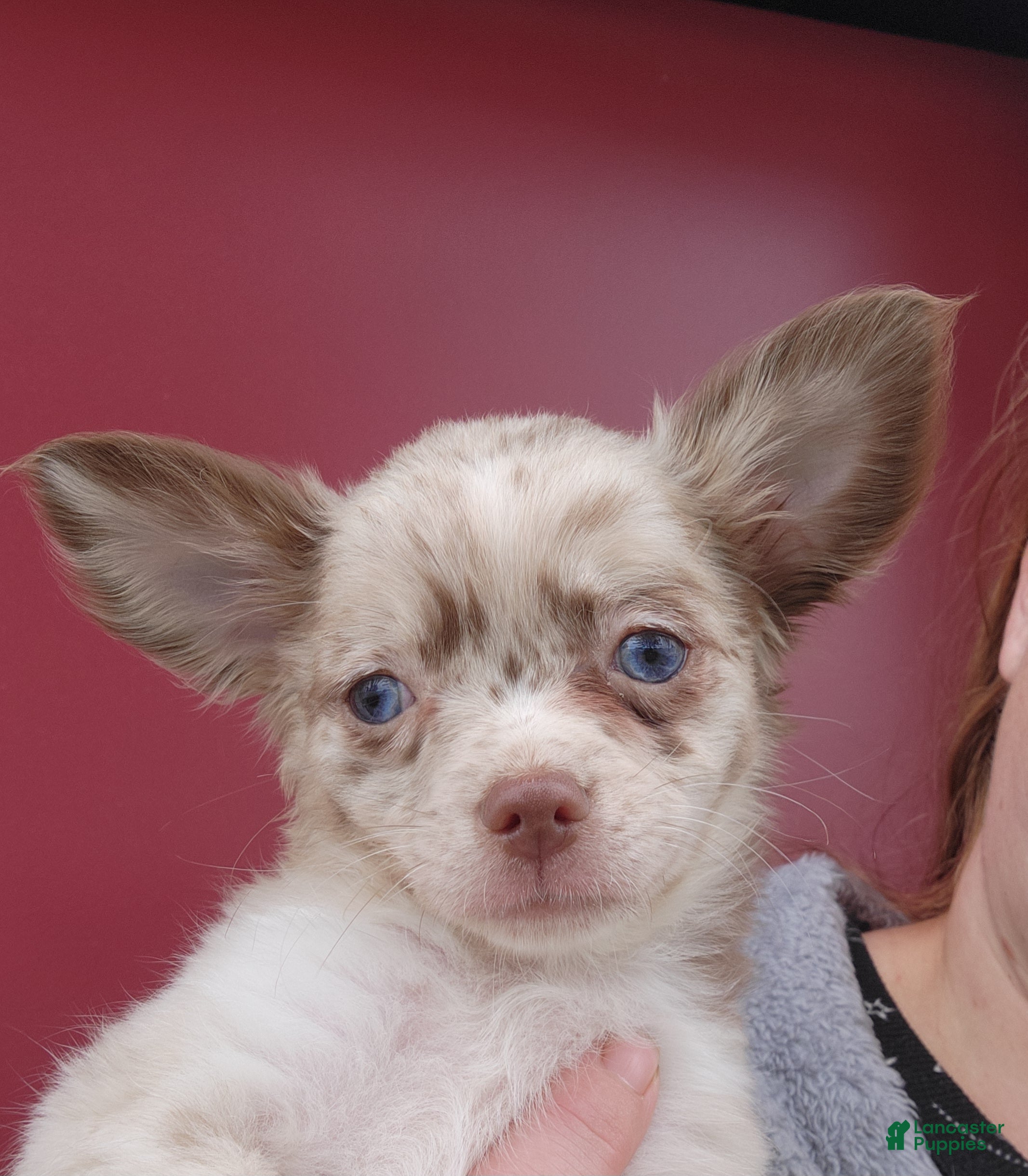 Chihuahua dogs BLONDIE - Ad 15