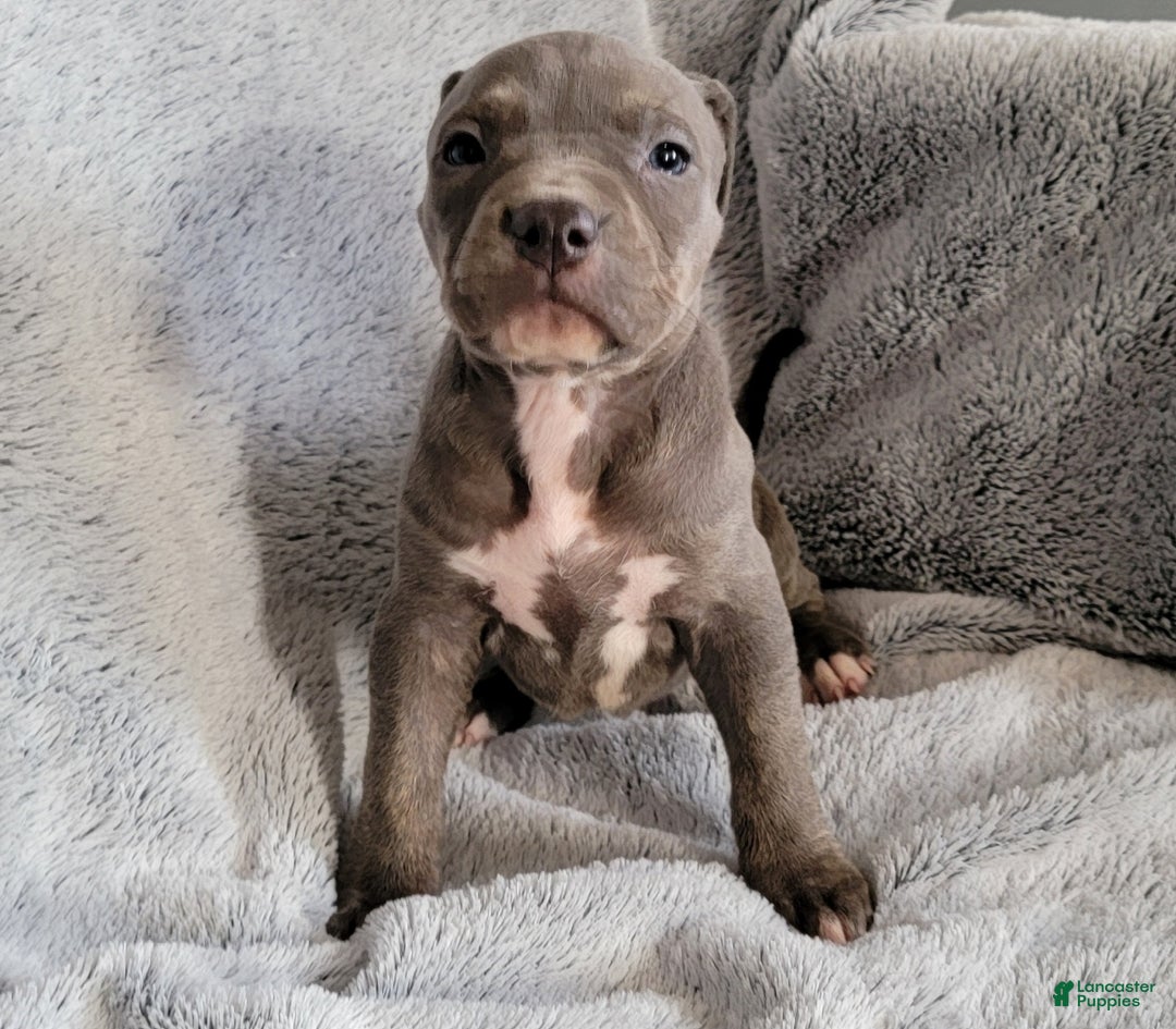 American Bully dogs for sale: Bonnie - Ad 3