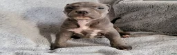 American Bully dogs for sale: Bonnie - Ad 3