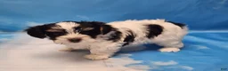 Biewer Terrier dogs for sale: Archie - Ad 3