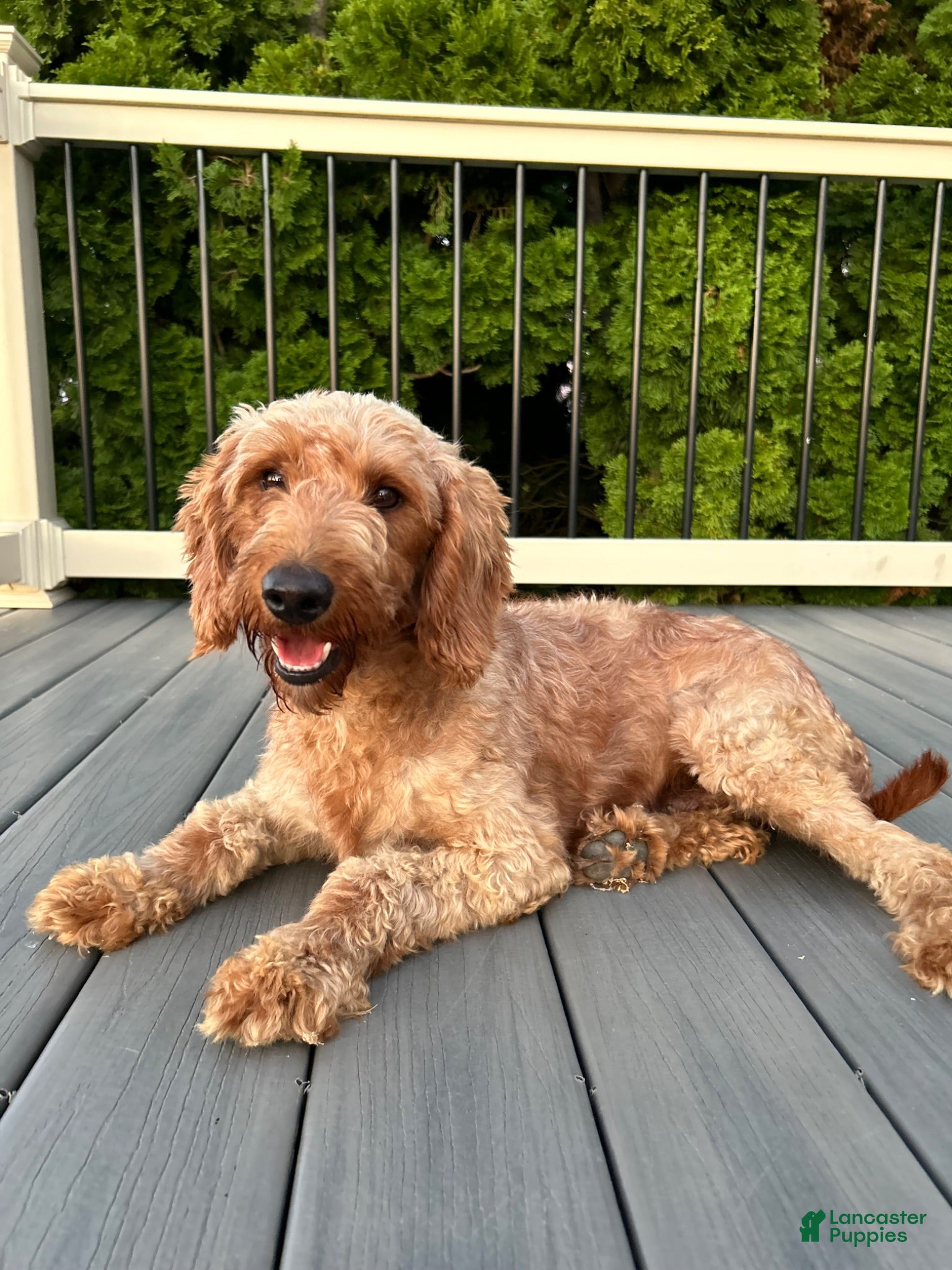 Mini Goldendoodle dogs Dolly - Ad 2