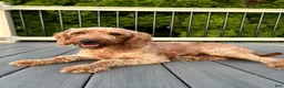 Mini Goldendoodle dogs for sale: Miley  - Ad 2