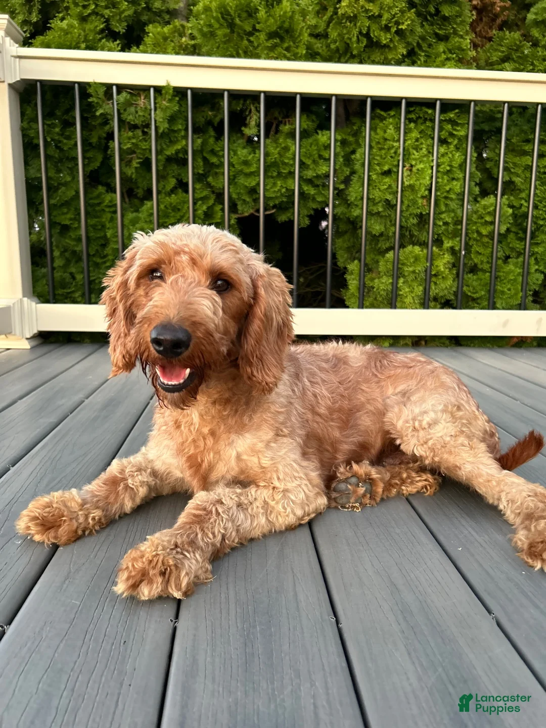Mini Goldendoodle dogs for sale: Miley  - Ad 2