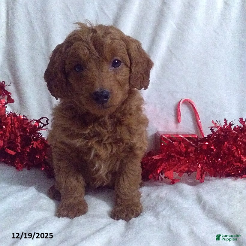 Mini Goldendoodle dogs Rudolph - Ad 38