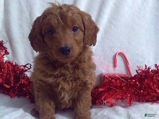 Mini Goldendoodle dogs Rudolph - Ad 38
