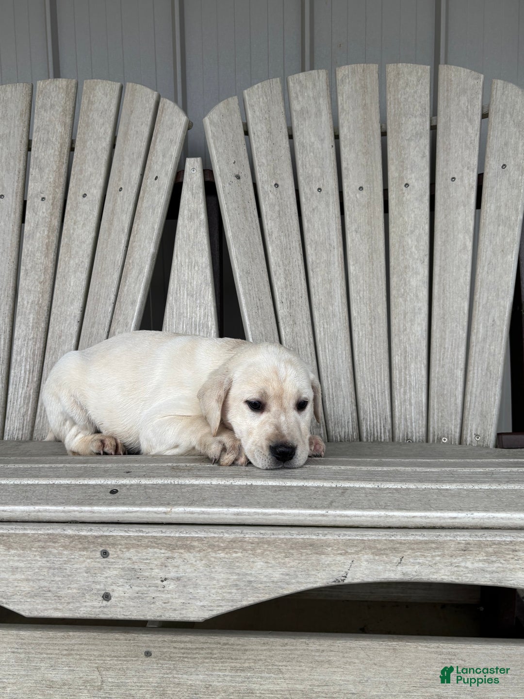 Mixed Breed dogs for sale: Mixed Breed Puppy 1 - Ad 4