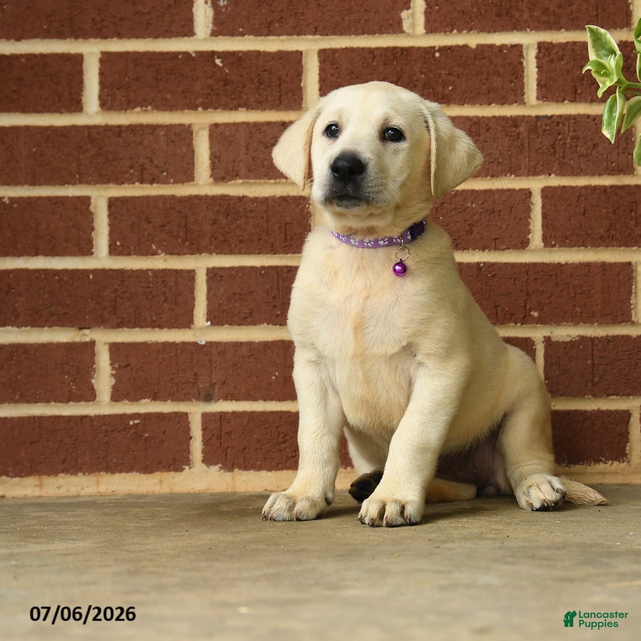 Labrador Retriever dogs Becky - Ad 1