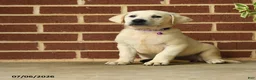 Labrador Retriever dogs for sale: Becky - Ad 1