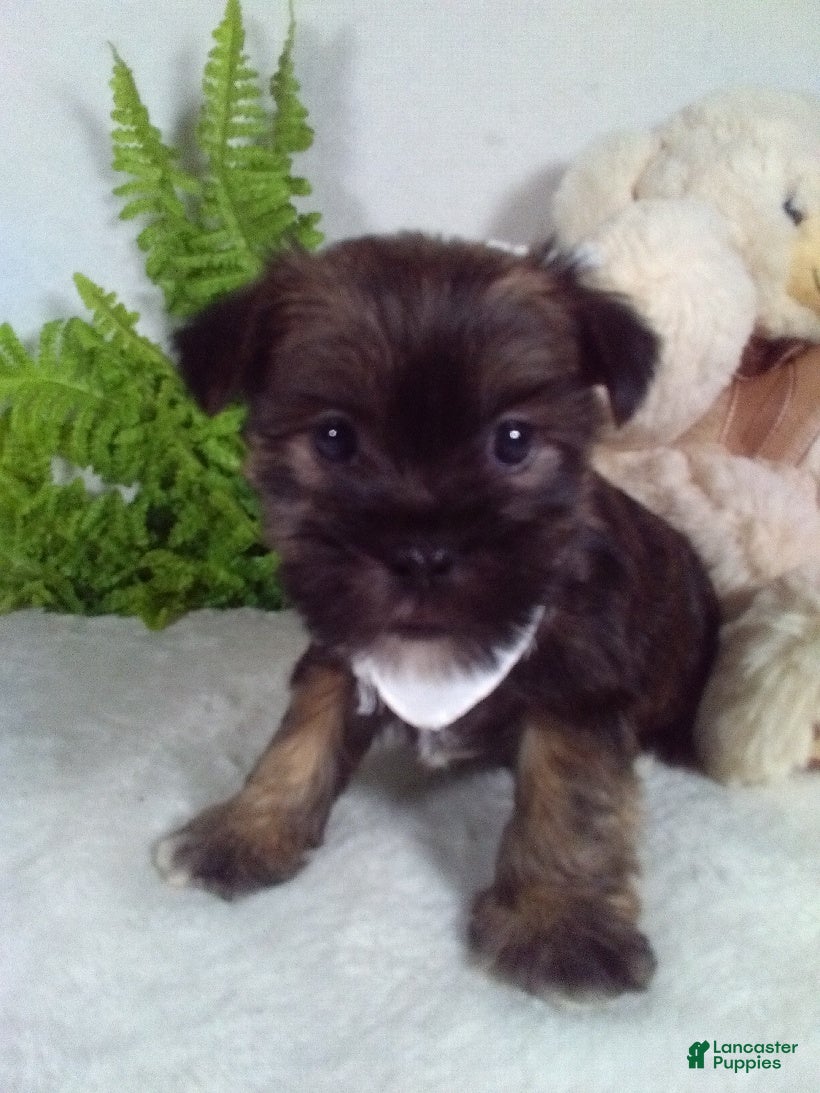 Shorkie dogs Bear - Ad 1