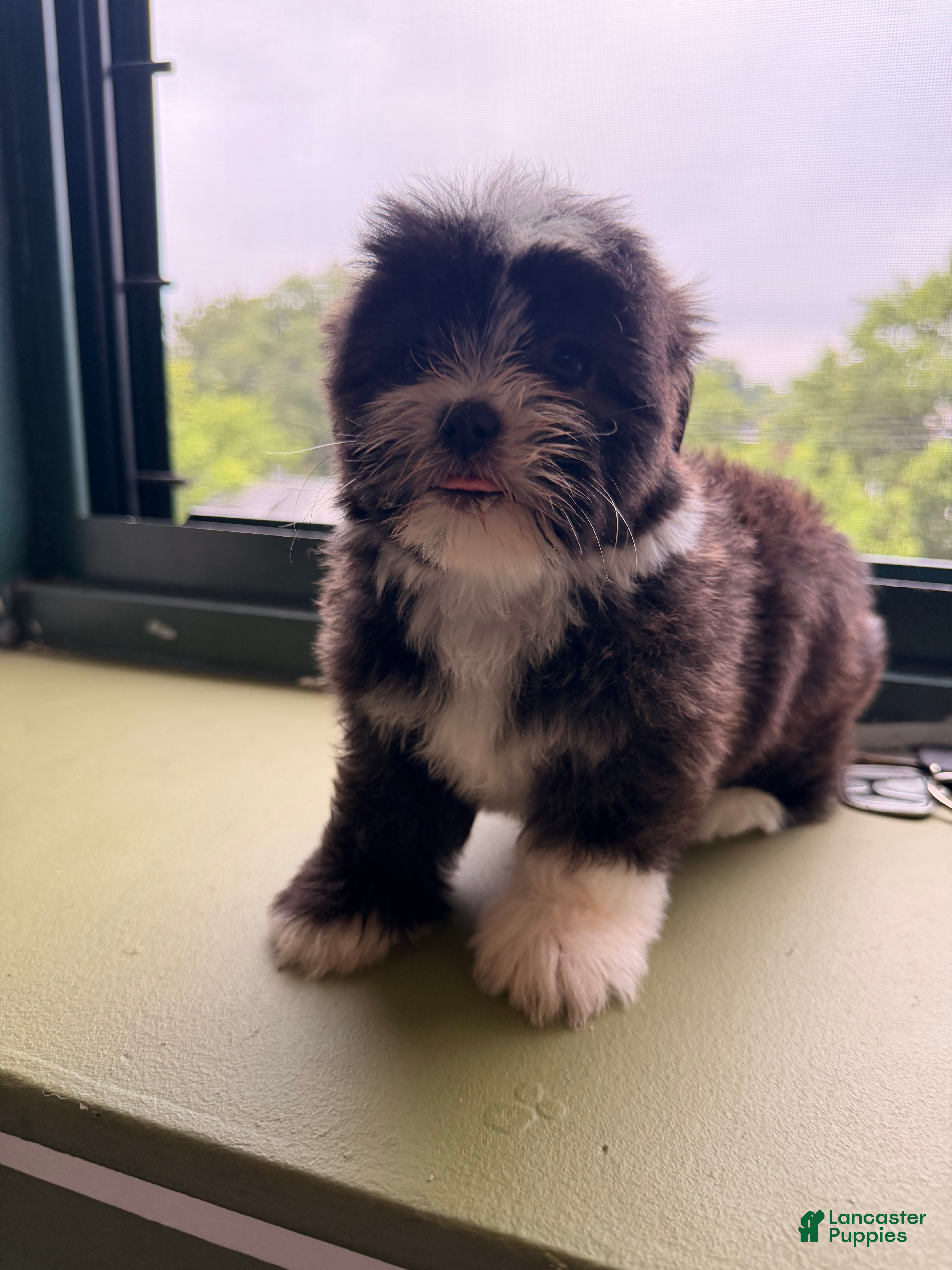 Shihpoo dogs Wilma - Ad 1