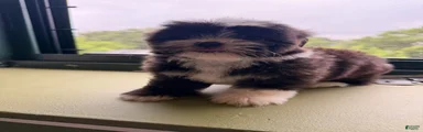 Wilma
