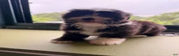 Shihpoo dogs for sale: Wilma - Ad 1