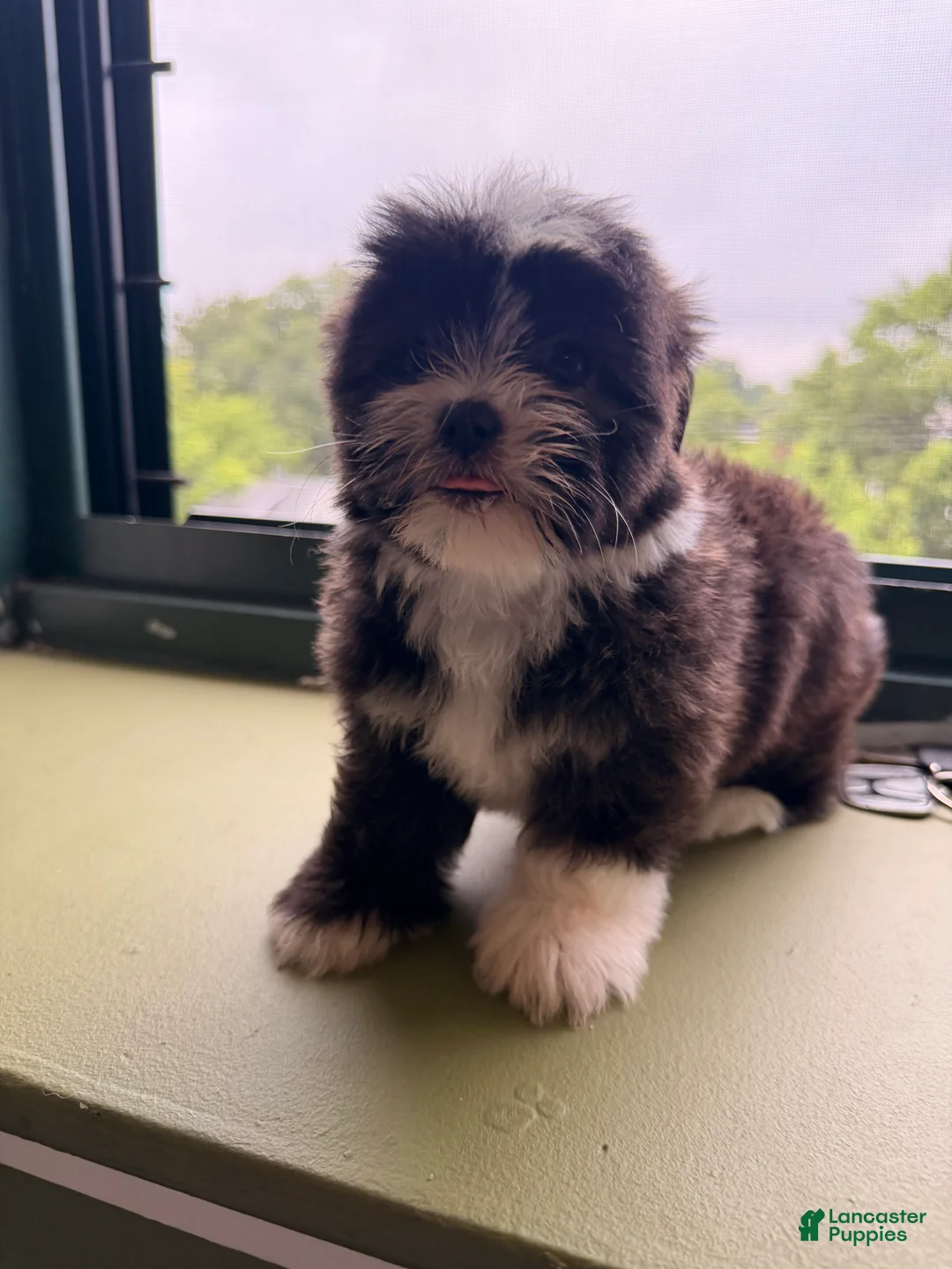 Shihpoo dogs for sale: Wilma - Ad 1