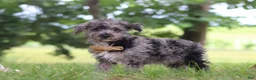 Yorkiepoo dogs for sale: Winston - Ad 11