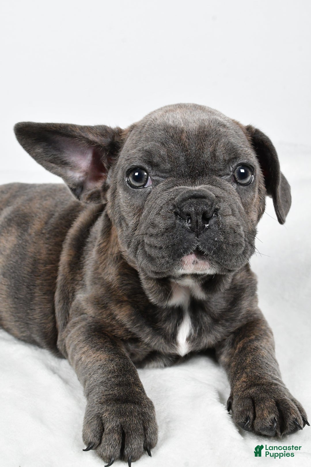 Mixed Breed dogs for sale: Raven - Ad 3