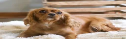 Cavalier King Charles Spaniel dogs for sale: Hadassah Special Needs - Ad 5