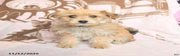 Mixed Breed dogs for sale: Caramel - Ad 2
