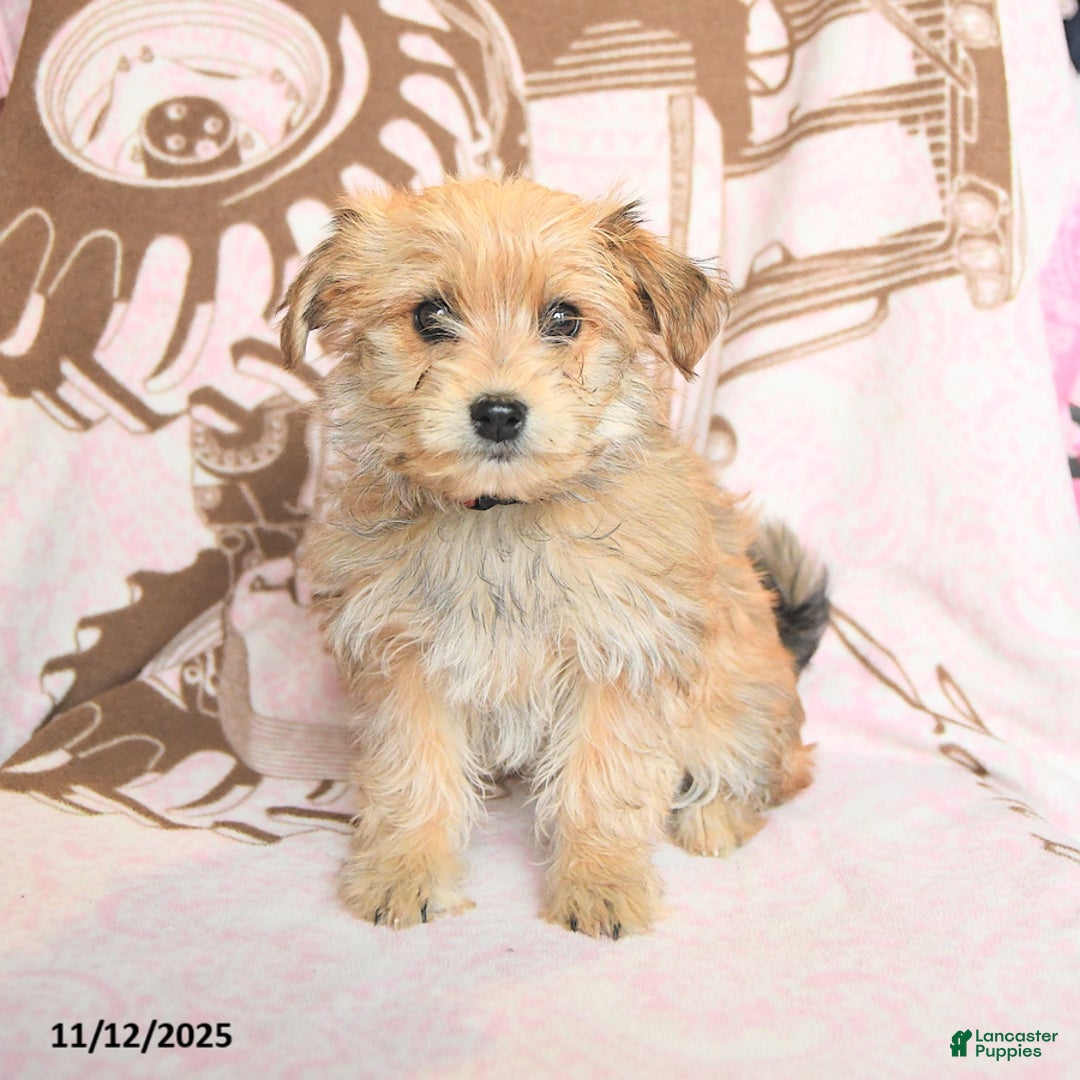 Mixed Breed dogs for sale: Caramel - Ad 2