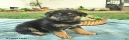 German Shepherd dogs for sale: Indigo  - Ad 4