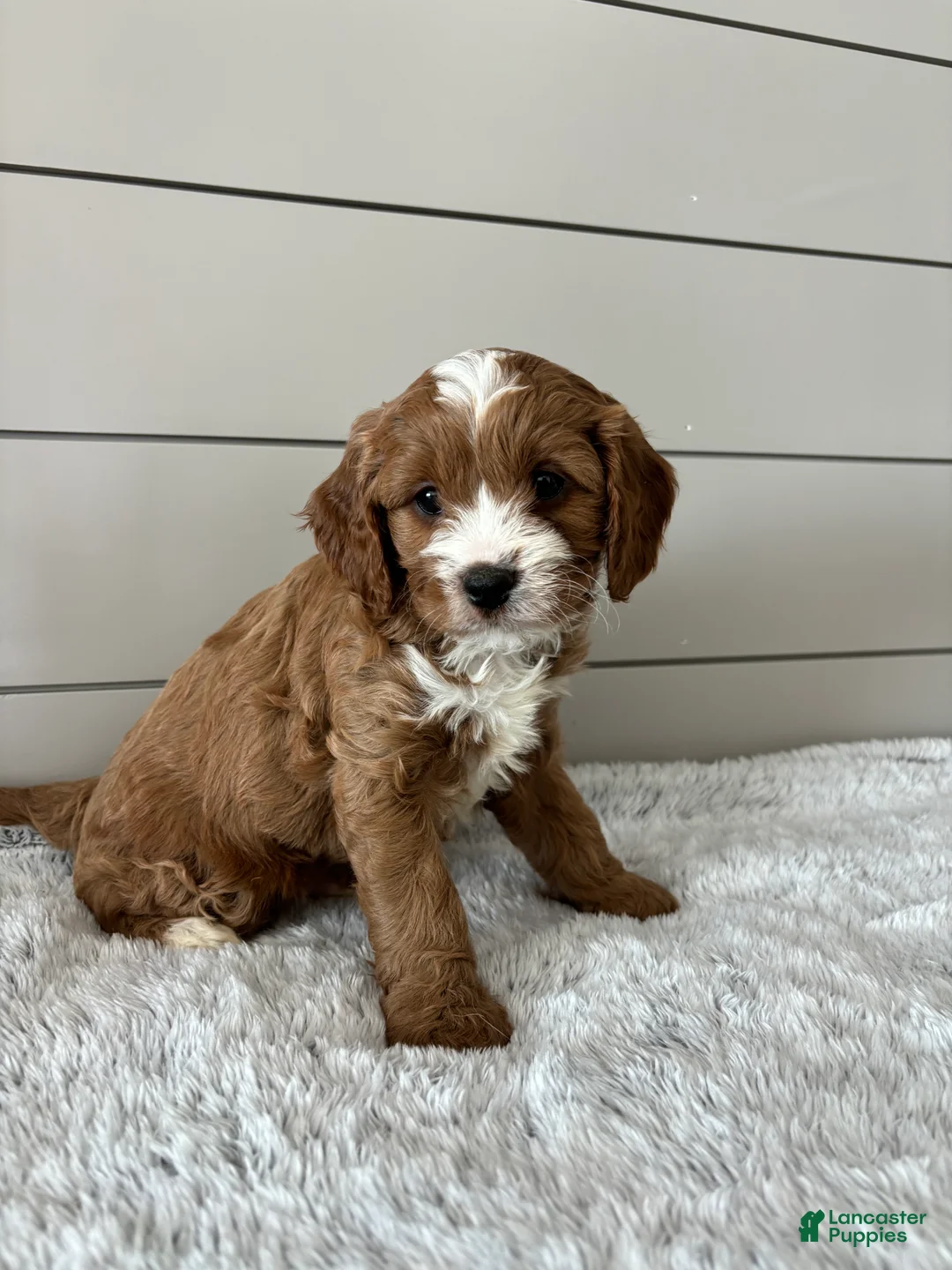 Cavapoo dogs for sale: Oliver  - Ad 2
