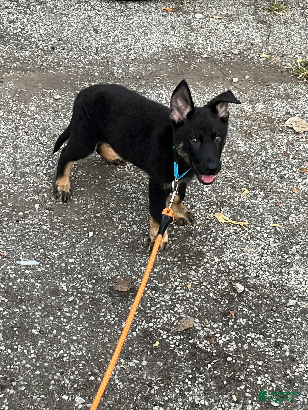 German Shepherd dogs for sale: Max - Ad 6