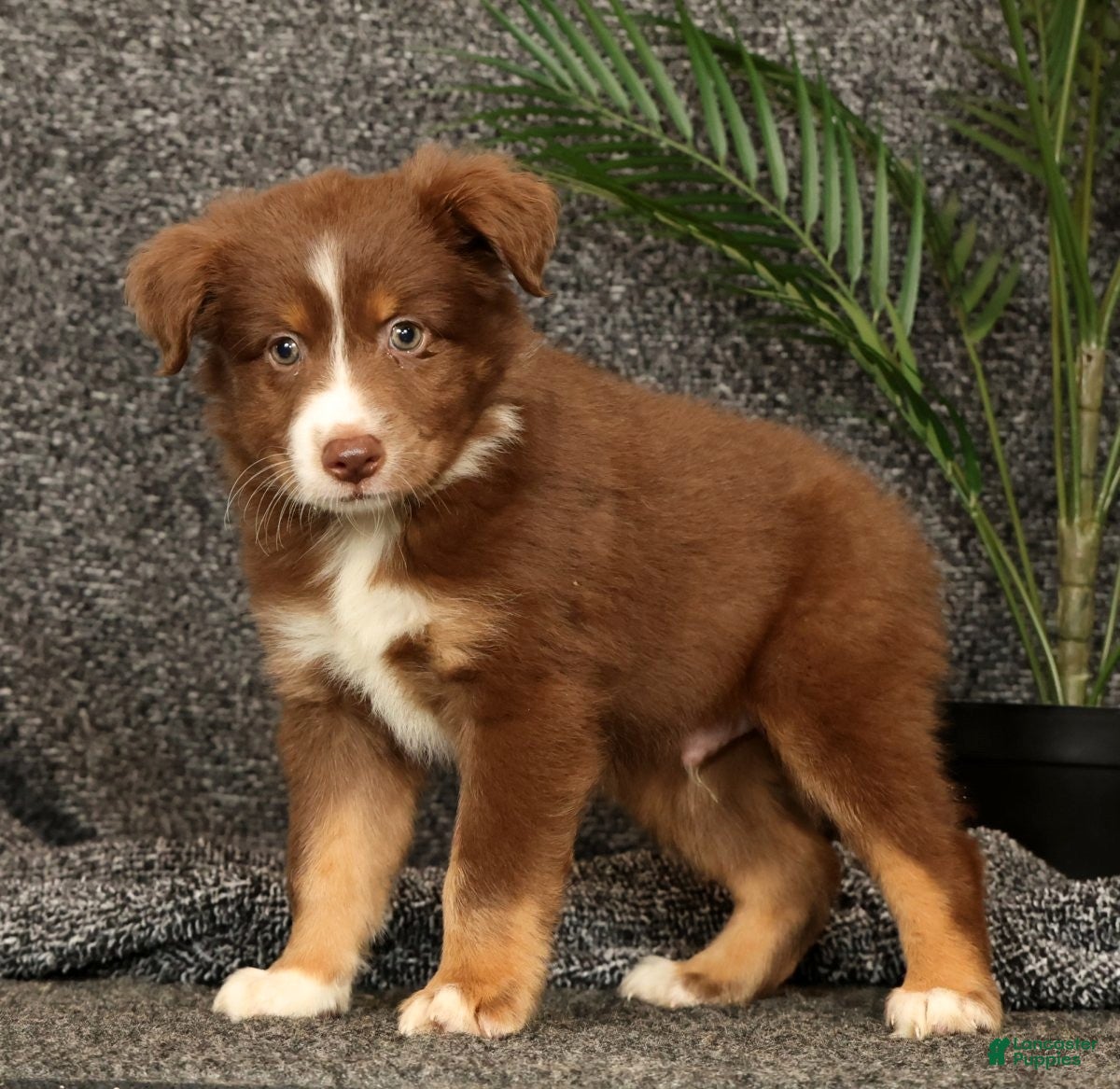 Miniature Australian Shepherd dogs Manny - Ad 2