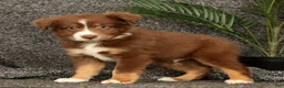 Miniature Australian Shepherd dogs for sale: Manny - Ad 3
