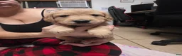 Golden Retriever dogs for sale: Red collar - Ad 1