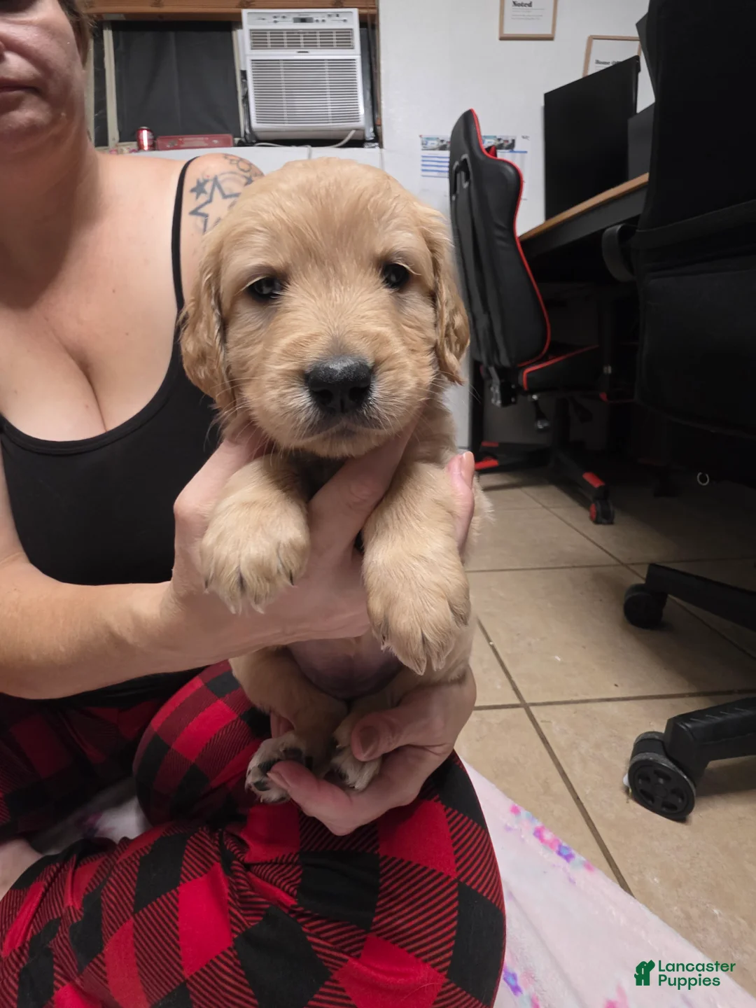 Golden Retriever dogs for sale: Red collar - Ad 1
