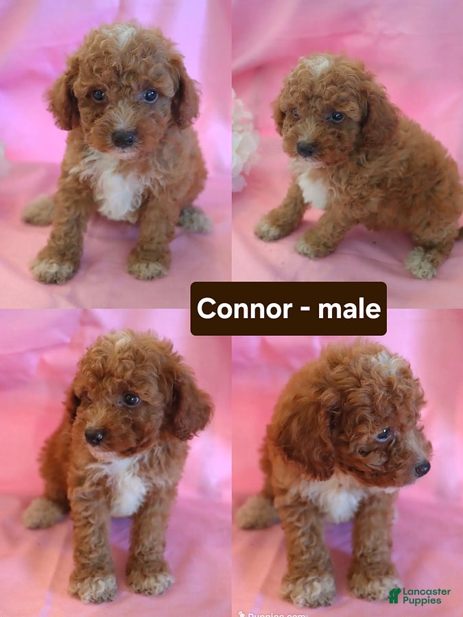 Miniature Poodle dogs Connor - Ad 5