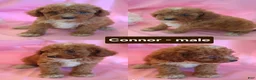 Miniature Poodle dogs for sale: Connor - Ad 1