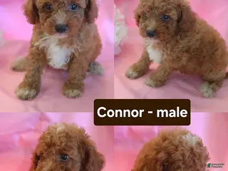 Miniature Poodle dogs Connor - Ad 5