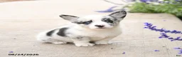 Welsh Corgi Pembroke dogs for sale: Little Dipper - Ad 1