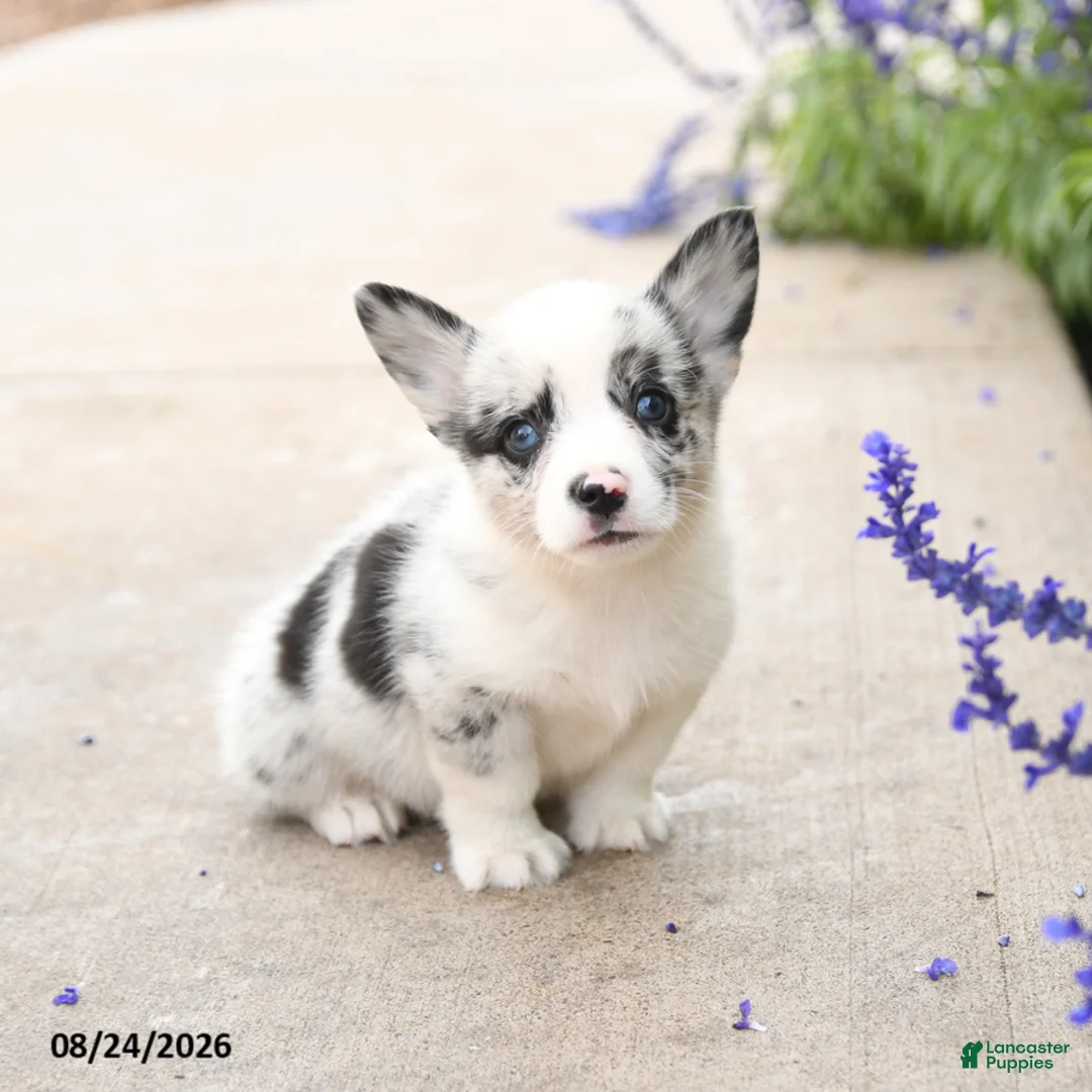 Welsh Corgi Pembroke dogs for sale: Little Dipper - Ad 1
