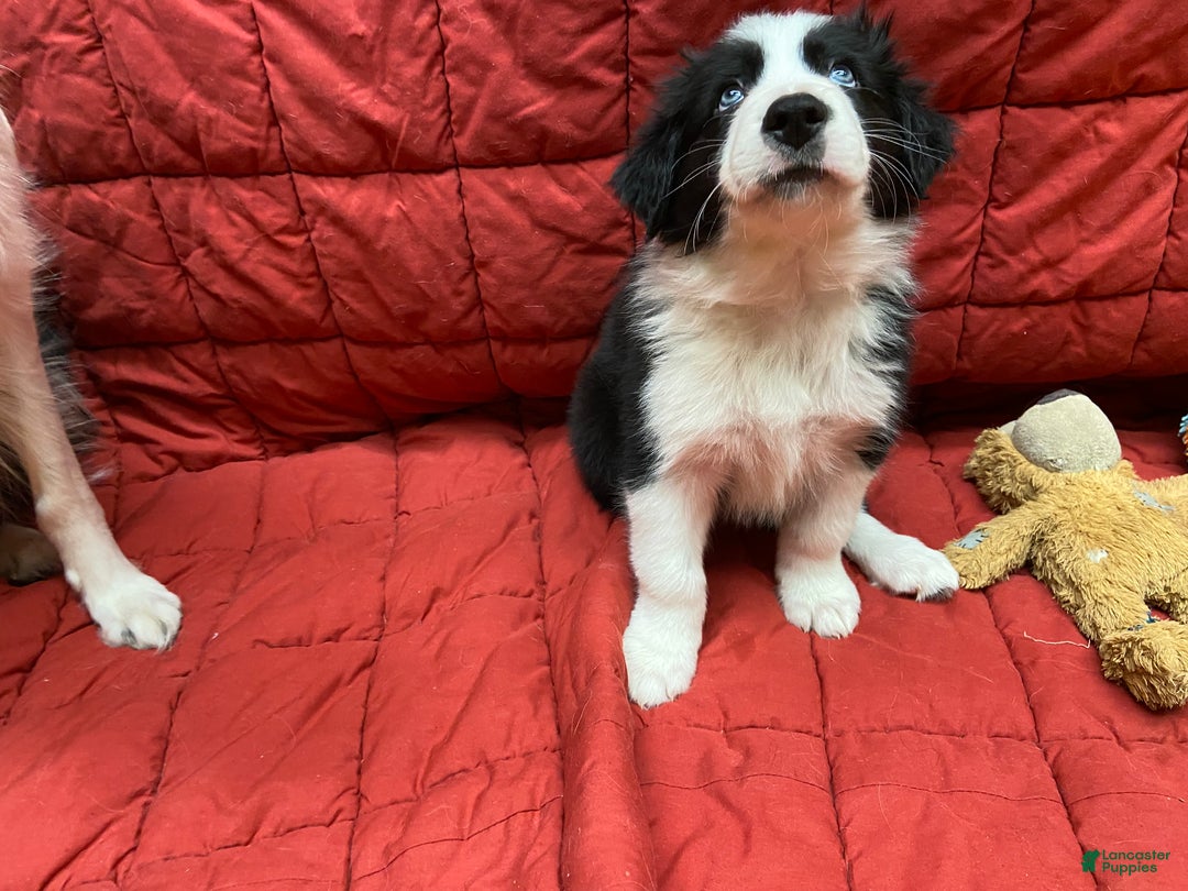 Border Collie dogs for sale: Orka - Ad 10