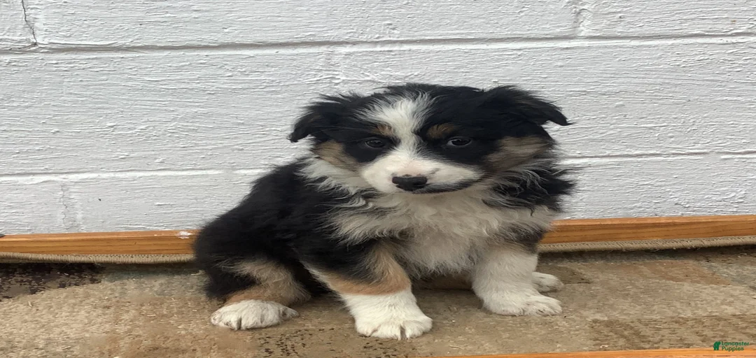 Gallery Image {{count}}