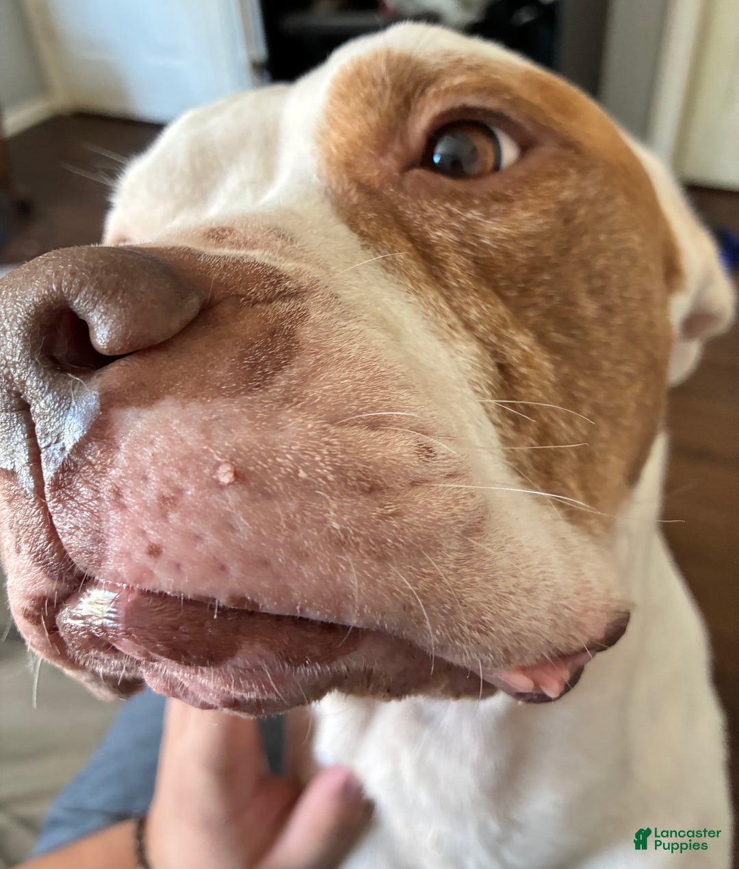 American Bully dogs for sale: Kylo  - Ad 5