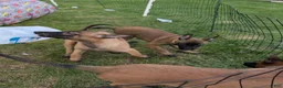 Belgian Malinois dogs for sale: Belgian Malinois 3 - Ad 7