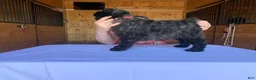 Bouvier Des Flandres dogs for sale: Bouvier Des Flandres Puppy 6 - Ad 2