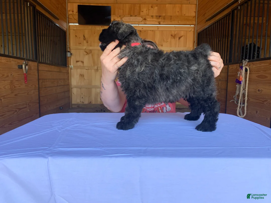 Bouvier Des Flandres dogs for sale: Bouvier Des Flandres Puppy 6 - Ad 2