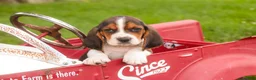Basset Hound dogs for sale: Murphy - Ad 3