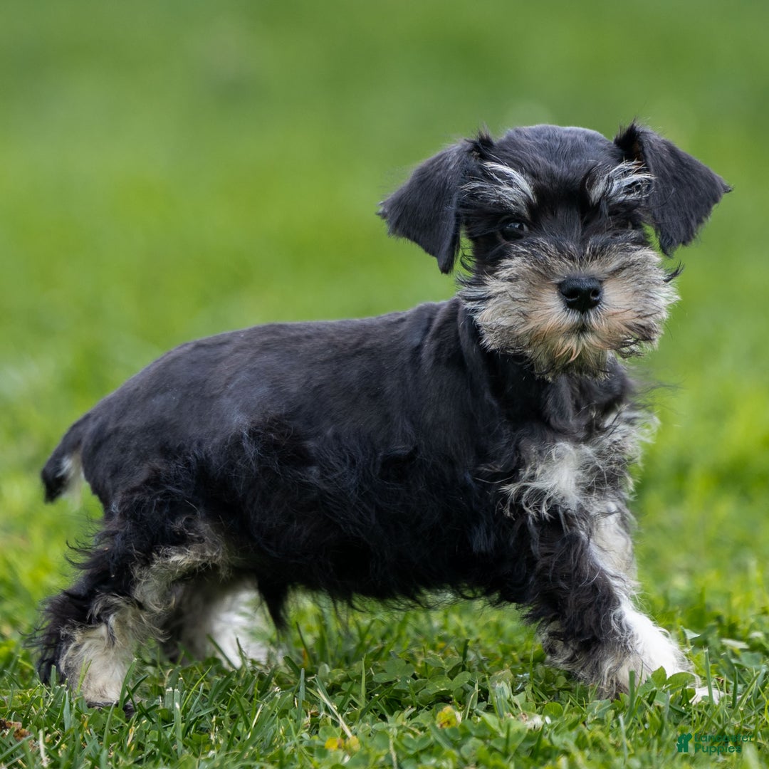 Miniature Schnauzer dogs for sale: Storm - Ad 1