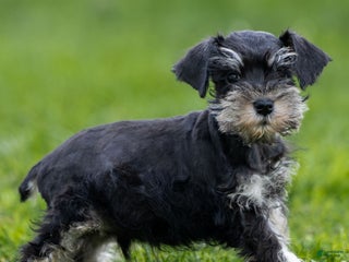 Miniature Schnauzer dogs Storm - Ad 8