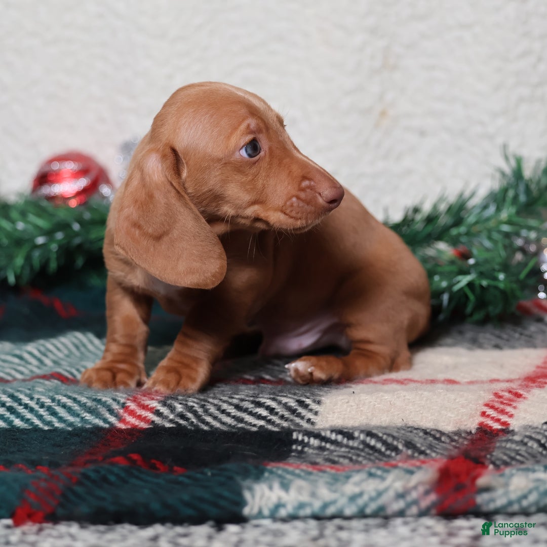 Dachshund dogs for sale: Fritz  - Ad 2
