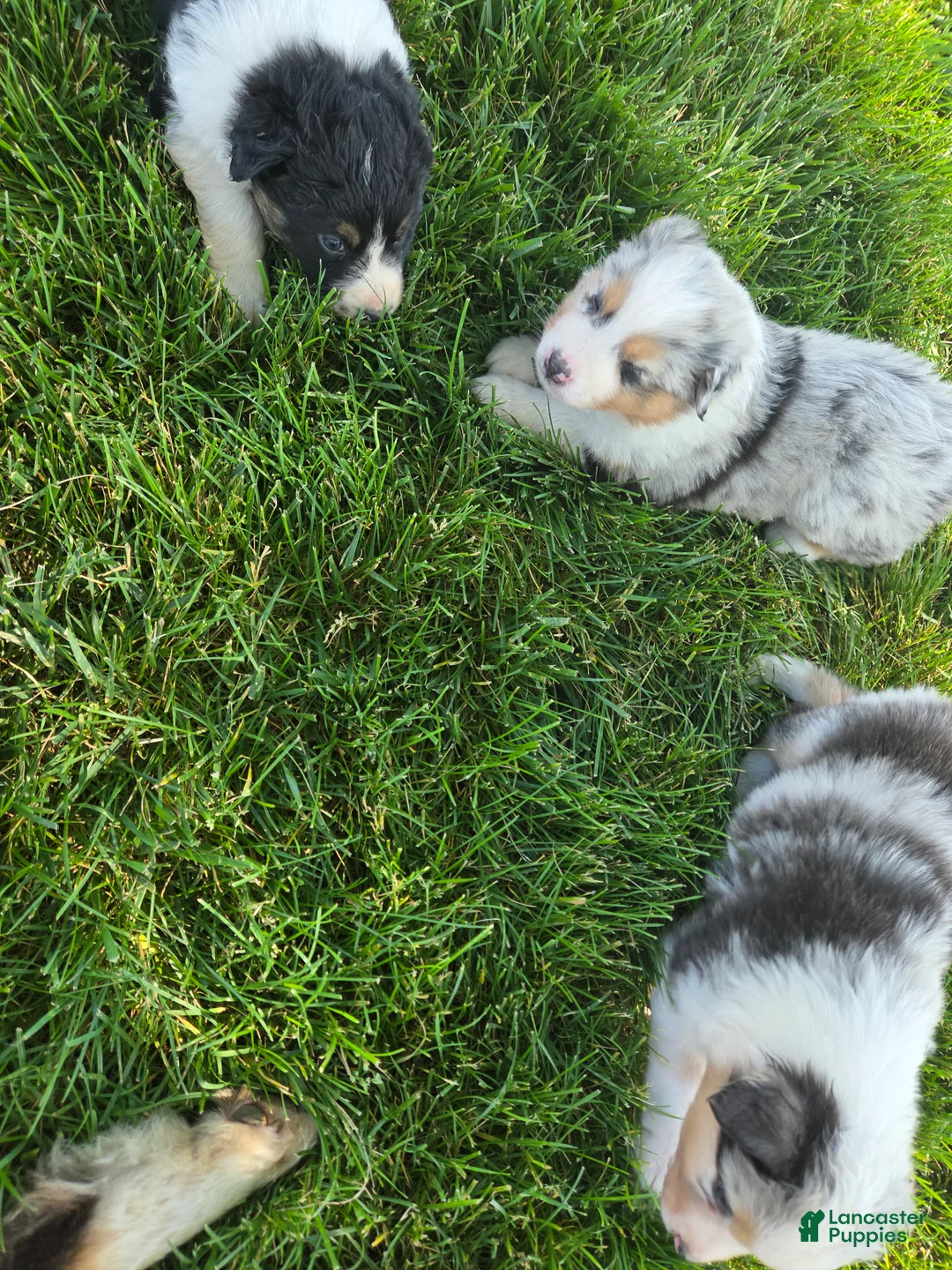 Australian Shepherd dogs for sale: Sterling White - Ad 1