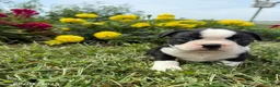 Boston Terrier dogs for sale: Halk - Ad 4