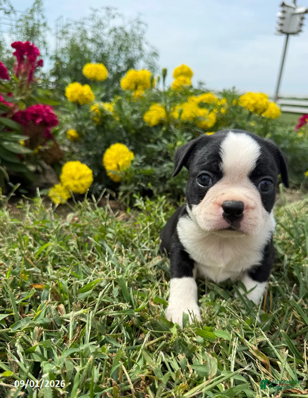 Boston Terrier dogs for sale: Halk - Ad 4