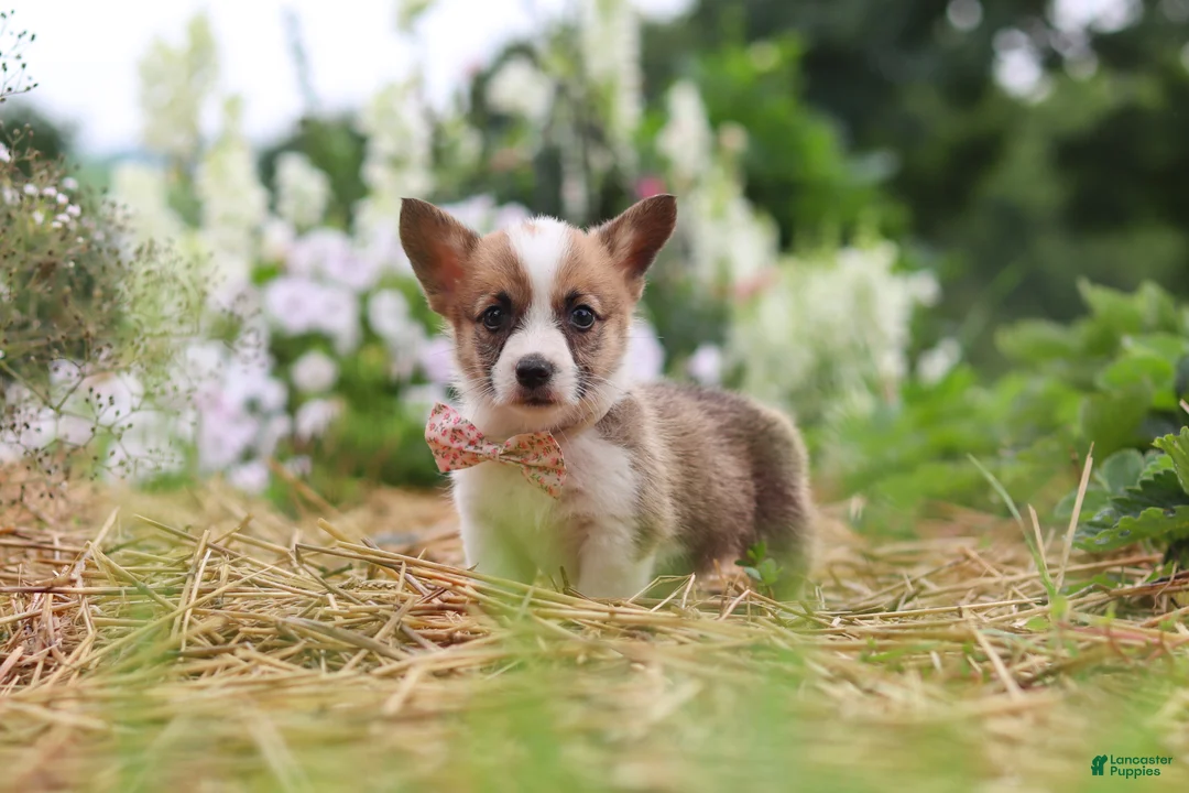 Welsh Corgi Pembroke dogs for sale: Pepper - Ad 1