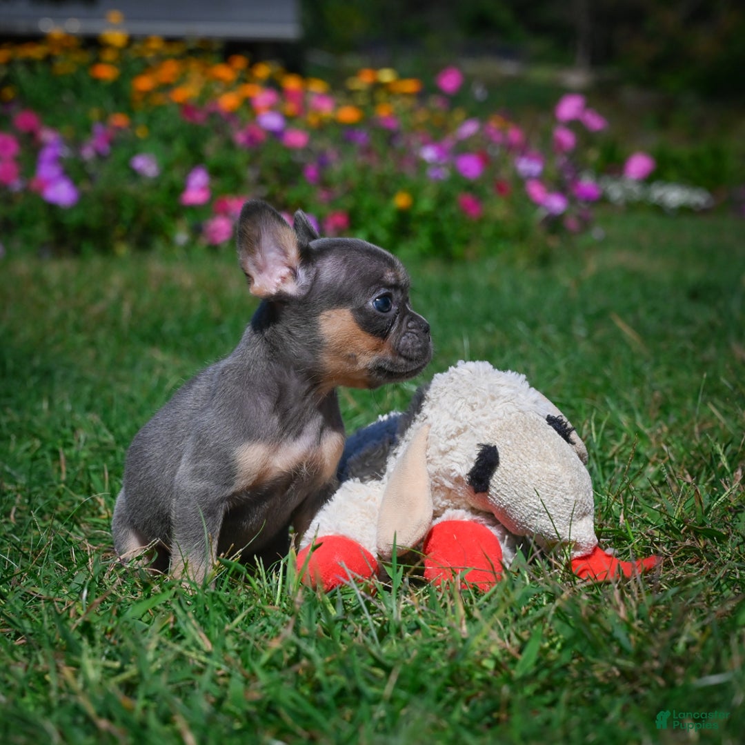 French Bulldog dogs for sale: Carrissa - Ad 8