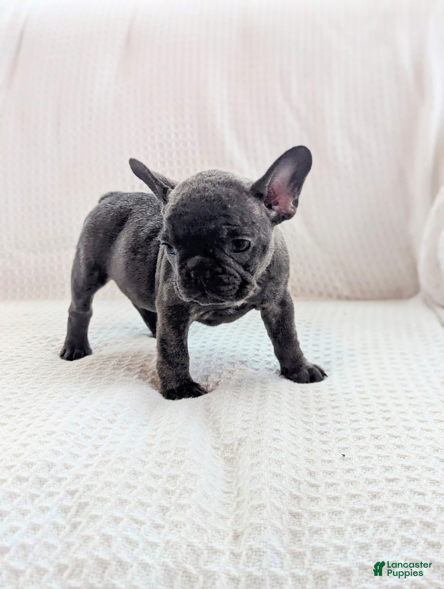 French Bulldog dogs Moon - Ad 1